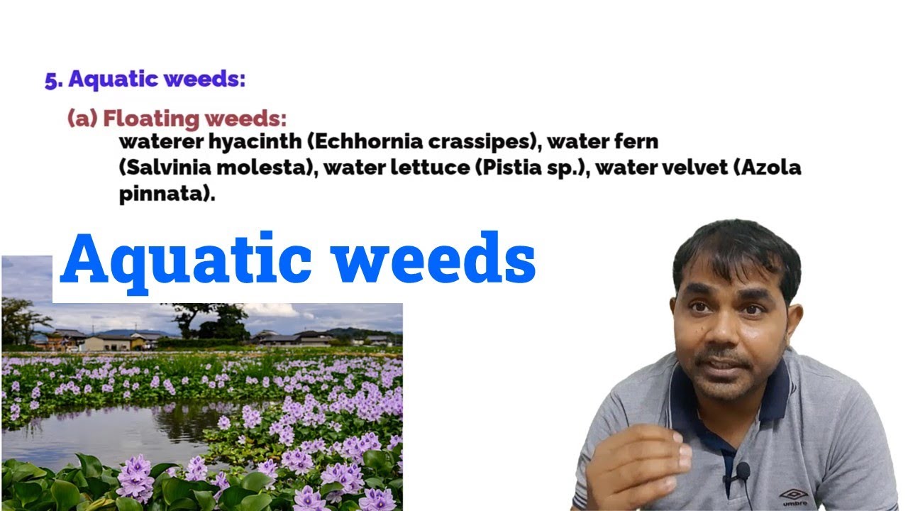 What is Aquatic weeds and Types?