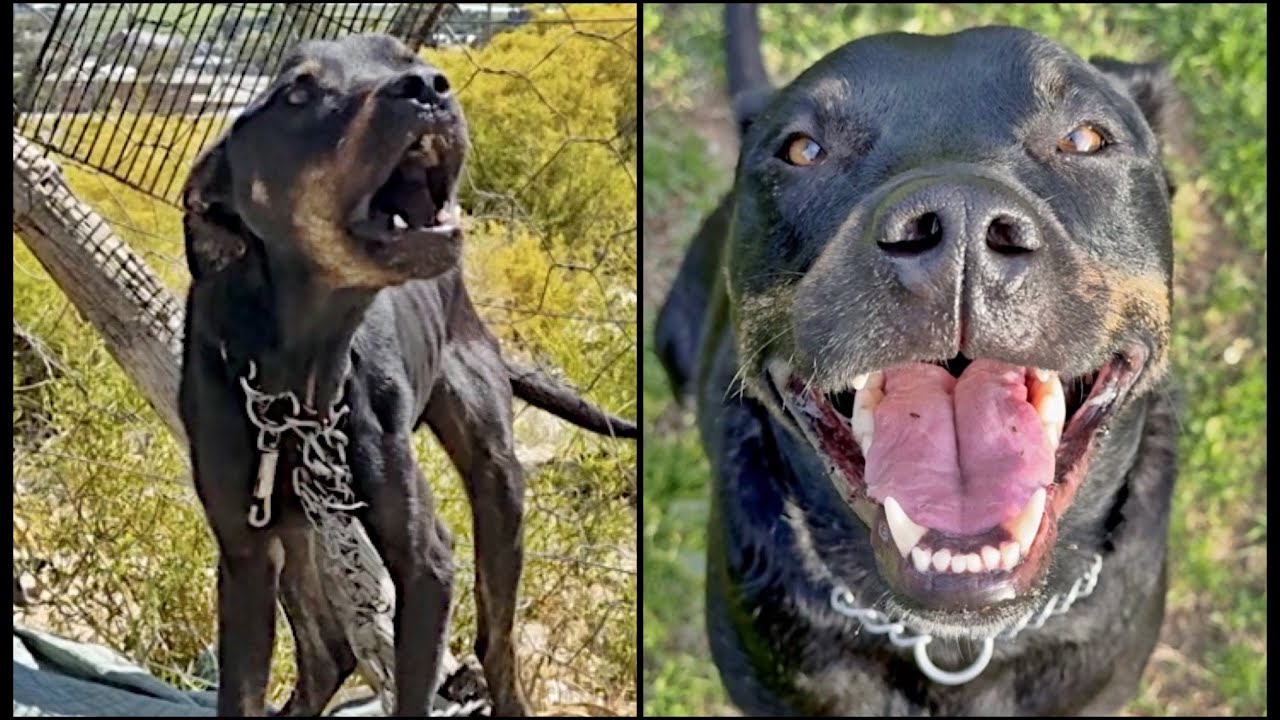 Abandoned Chained Dog Gets Adopted!