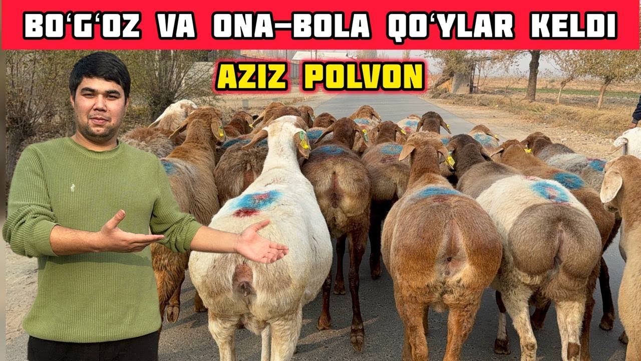 Boʻgʻoz va Ona-Bola Sovluqlar,Aziz Polvon Narxlarni Sindirdi
