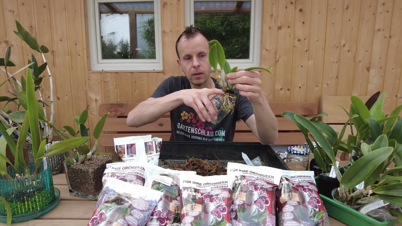 Racines d'orchidées trop courtes ? Il n'y a donc aucun problème lors de la plantation à Colomi