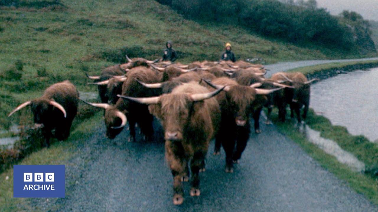 1981: Traditional 200 Mile HIGHLAND CATTLE DRIVE | Nationwide | Weird and Wonderful | BBC Archive