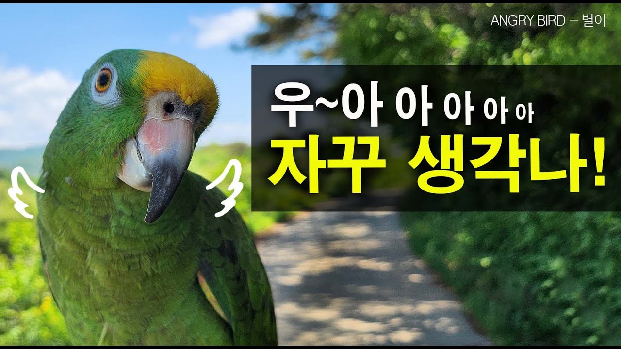 별이 노래 자꾸 생각나!  / 앵무새의 수능 금지곡 / 노래하다 울다가~ / 사람과 대화하는 아마존 앵무새 / ANGRY BIRD