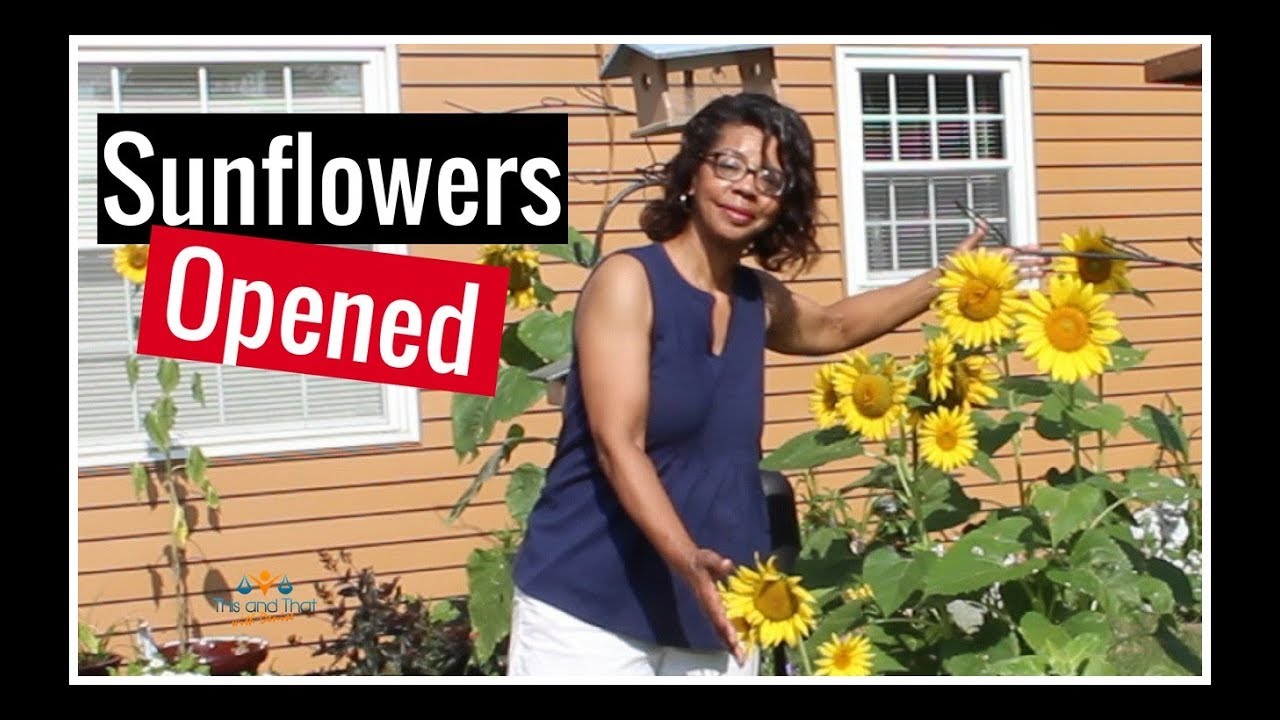 A Little Garden Chat #3 Sunflowers Opened | This and That with Denise Jordan