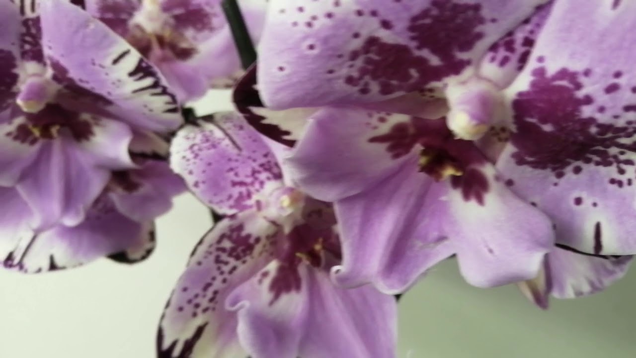 VID 20201122 162411
