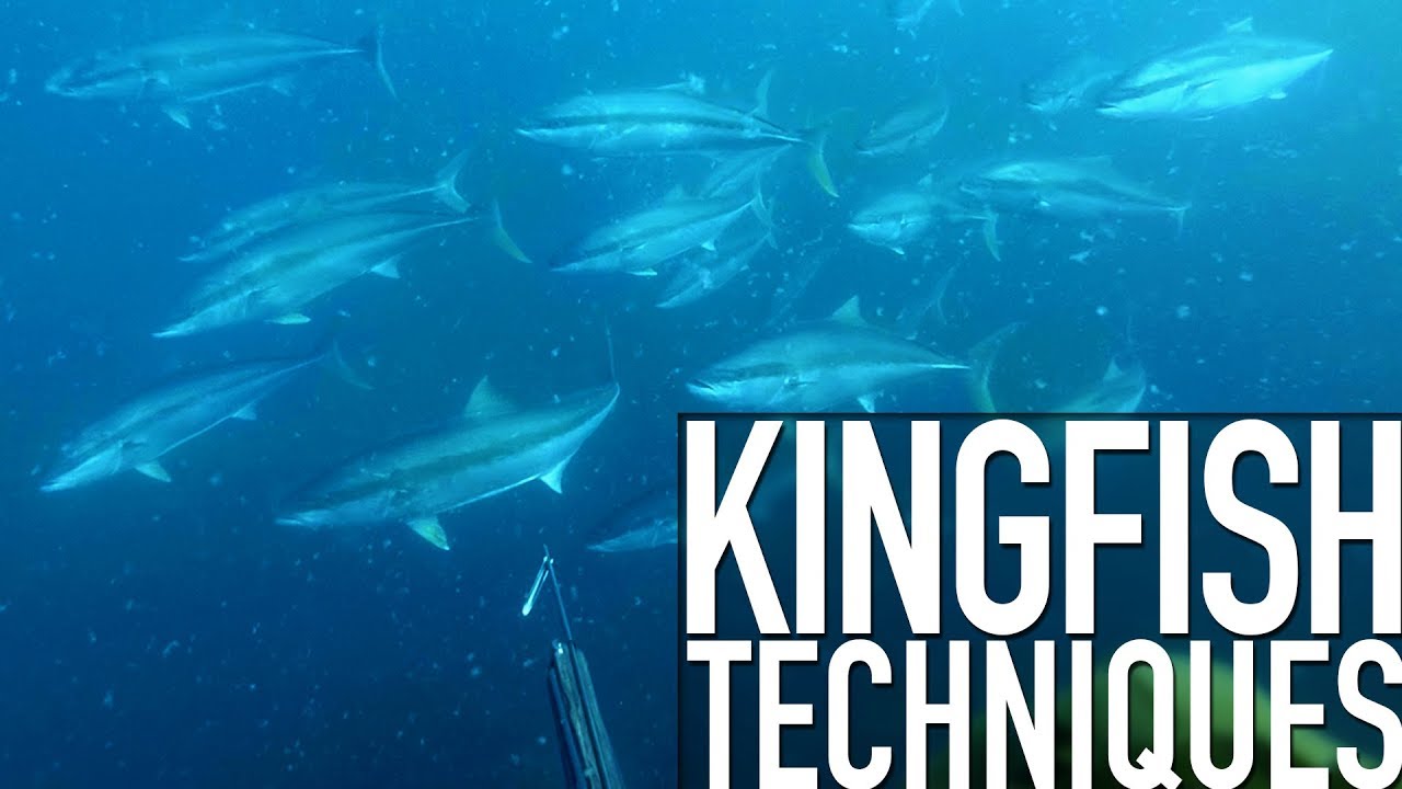Techniques for Spearfishing Yellowtail Kingfish - Trailer