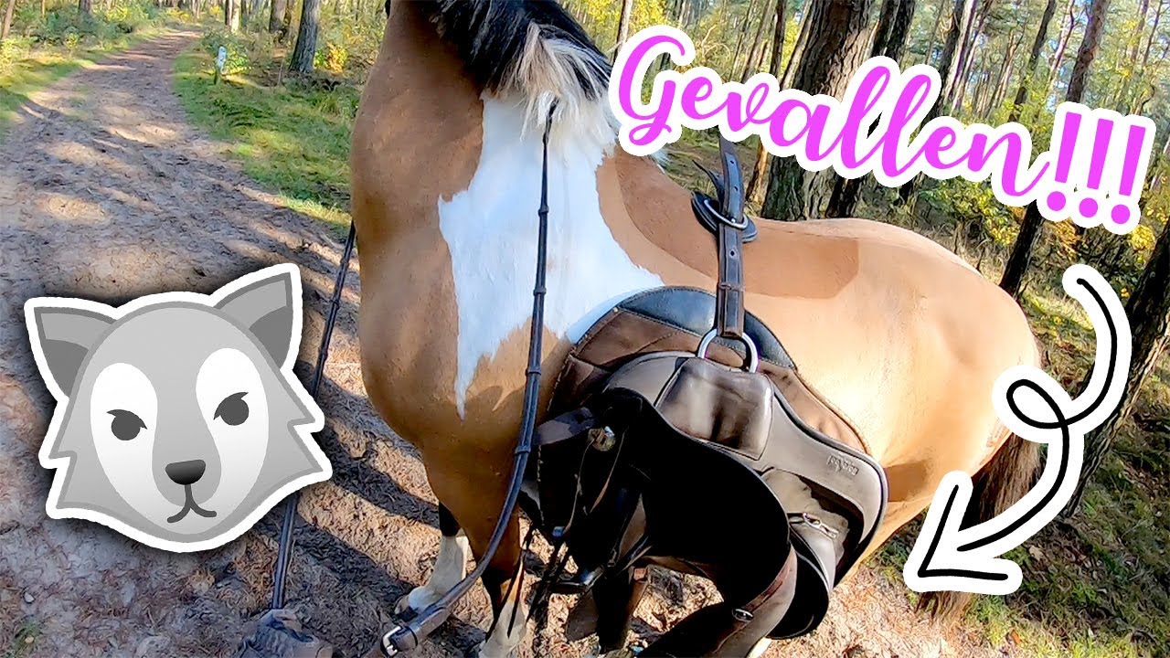 VALLEN op BUITENRIT omdat Marley een WOLF ruikt?! | felinehoi VLOG #223
