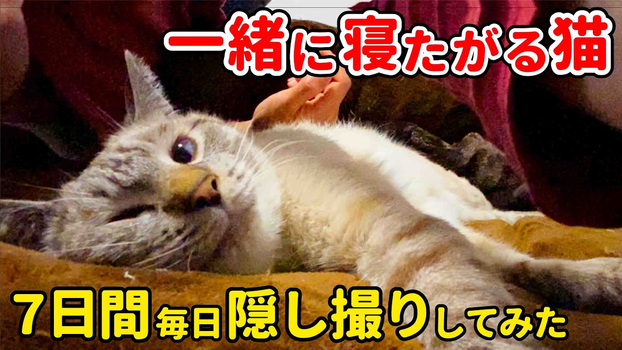 飼い主と一緒に寝てくれる猫がかわいすぎたので7日間隠し撮りしてみた【グッドナイトルーティン】