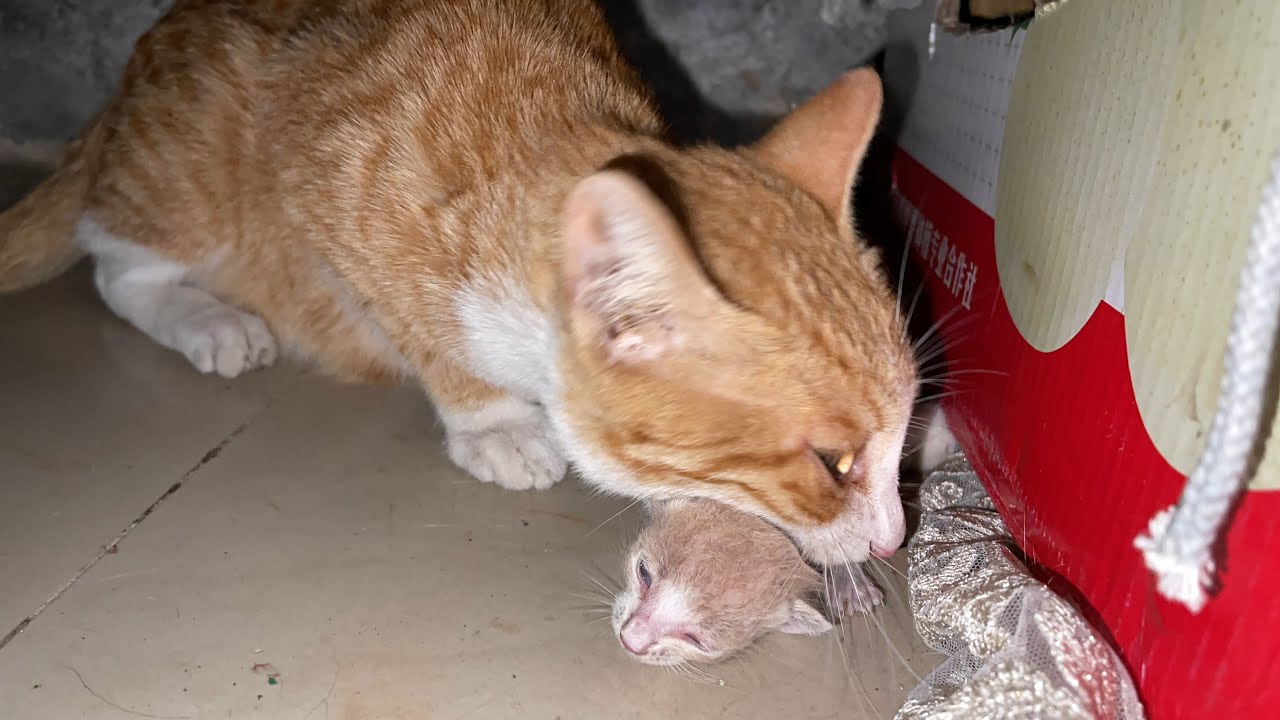 流浪母猫住不惯新家，半夜叼着小奶猫搬迁，铲屎官急得手忙脚乱