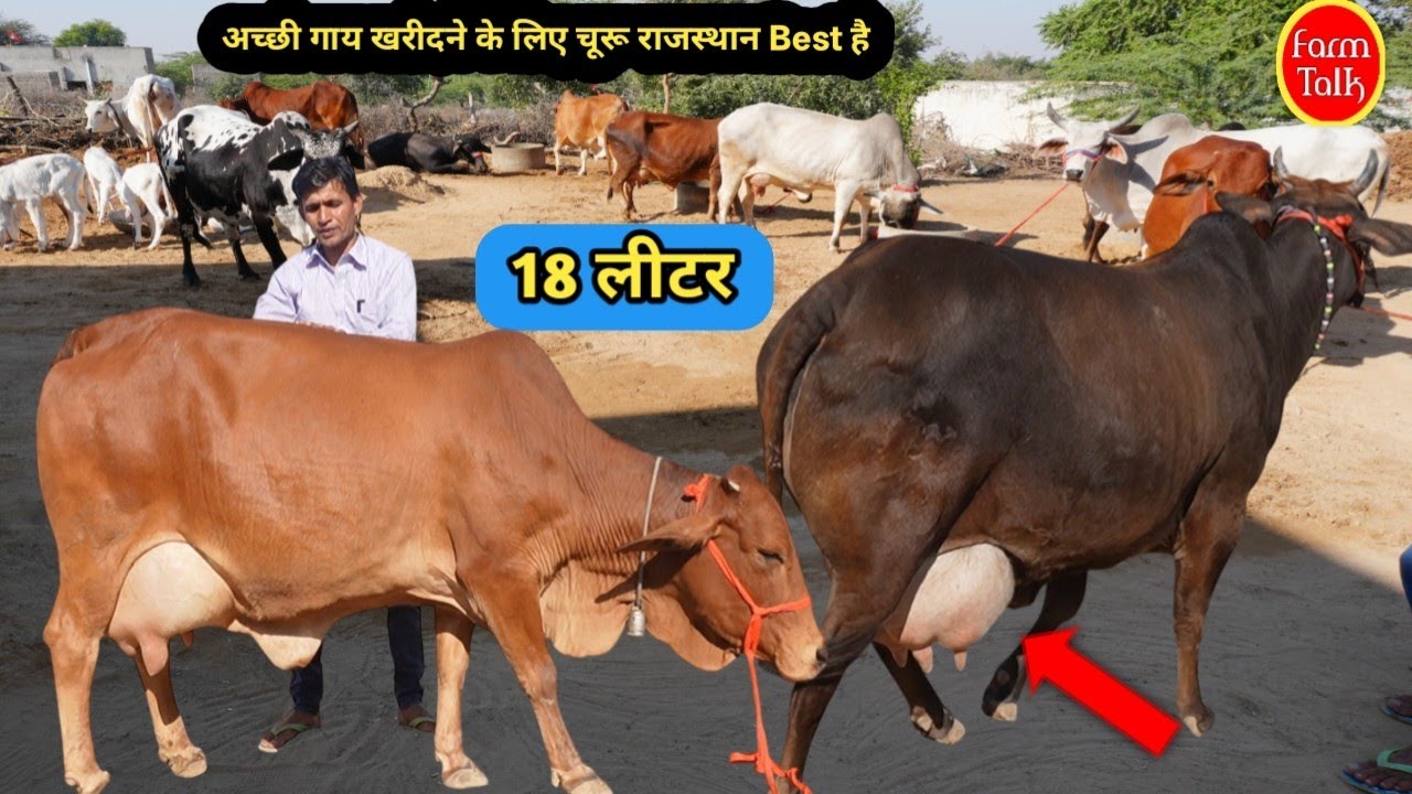 18 लीटर कांटे तोल 👉 चूरू की चैंपियन साहीवाल थारपारकर राठी गाय ✨ हेतराम सहारण डेयरी फार्म Farm Talk 