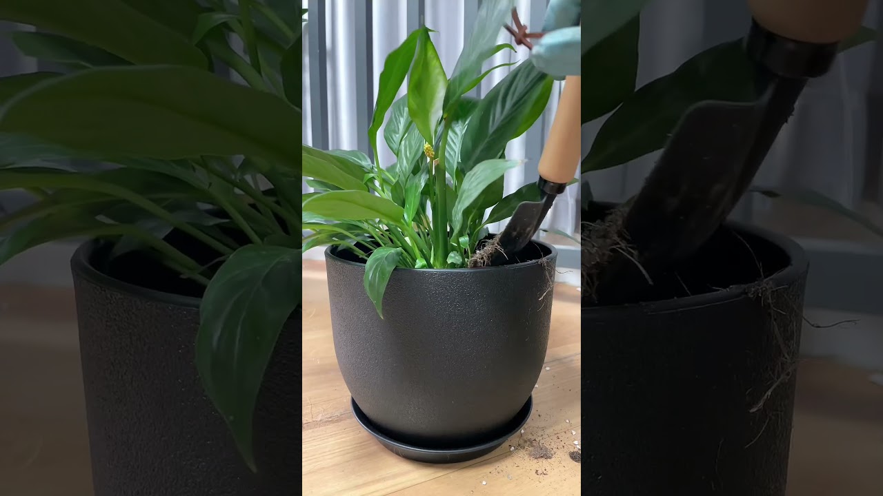 Give your plants the pot they deserve! Shop unique and trendy pots now. 