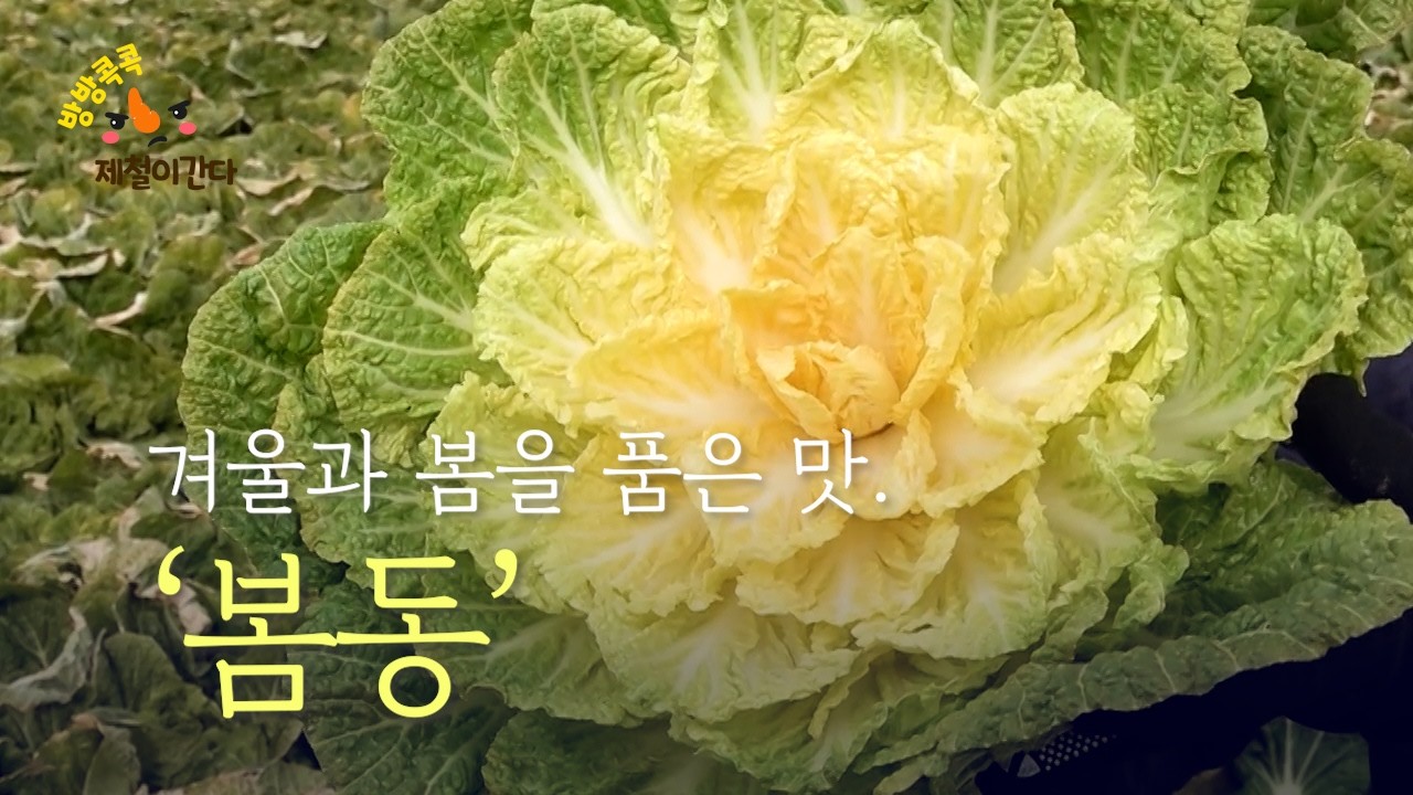 겨울과 봄을 품은 맛. ‘봄동’