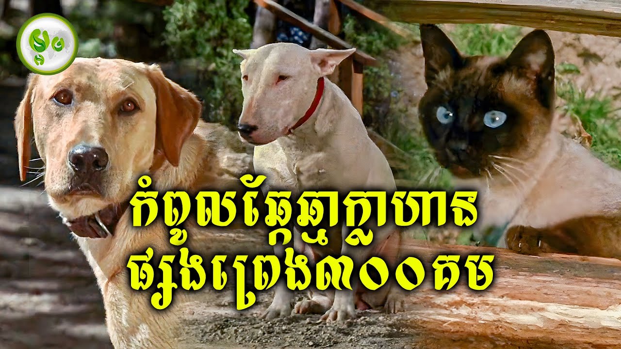 កំពូលគ្រួសារឆ្កែឆ្មាក្លាហានផ្សងព្រេង ៣០០គម | ម្អម សម្រាយរឿង