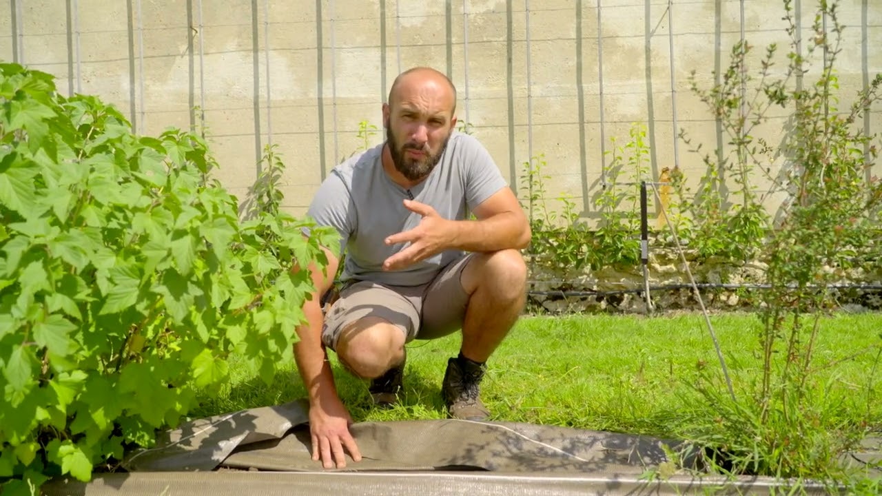 Les petits fruits : cassis et groseilles | Les tutos du Potager du Roi