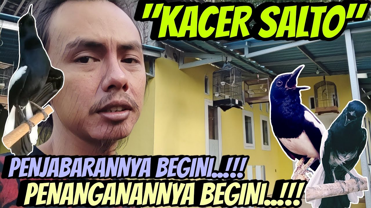 HANYA LAKUKAN INI UNTUK KACER SALTO ⁉️ PENJABARAN DAN PENANGANAN KACER SALTO