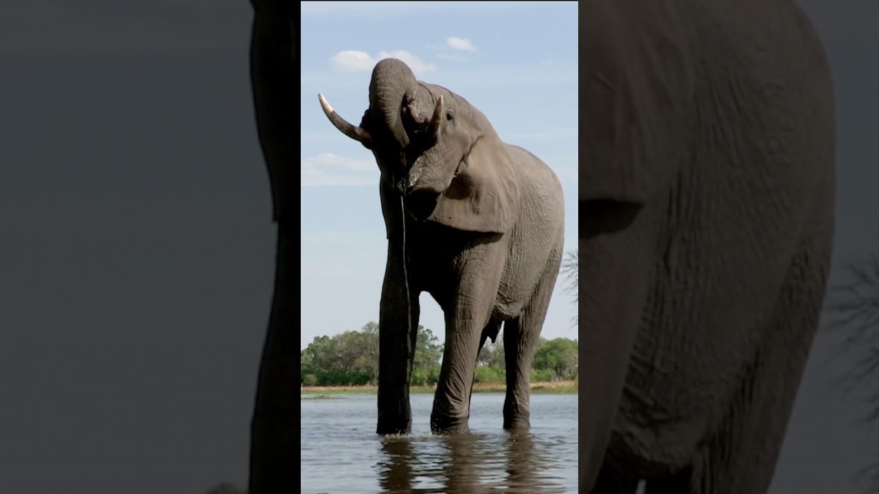 elephant drinking water #wildanimals #shorts