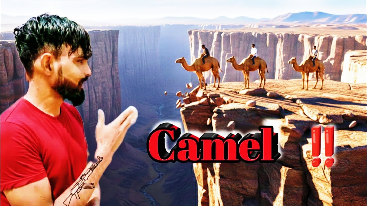 What will happen if a camel is dropped from a height? 