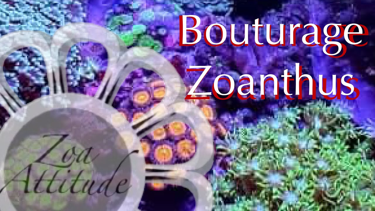 zoa attitude ..bouturage avec Jean-marie Carbonne
