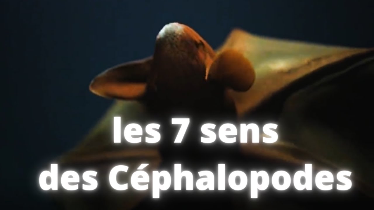 Les 7 sens des C&eacute;phalopodes