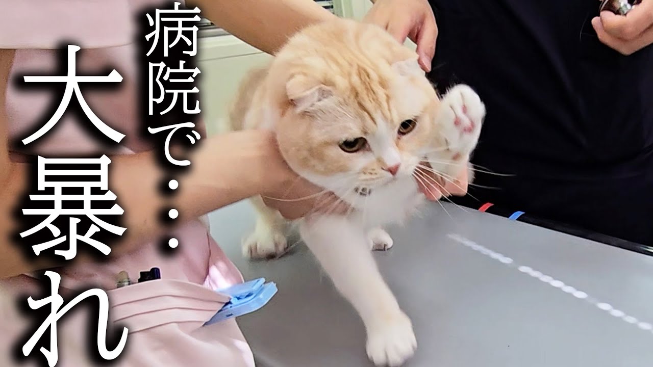 猫が注射が怖くて全力で抵抗して病院がとんでもないことに...