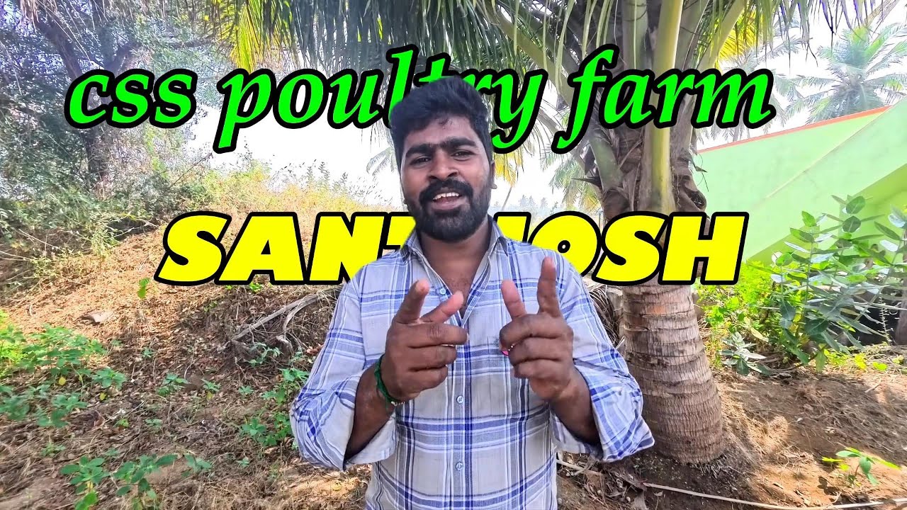 Rs100 தூய பெருவிடை நாட்டுக்கோழி குஞ்சு ஒரு மாத குஞ்சின் விலை #csspoultry farm,#nattukozhi