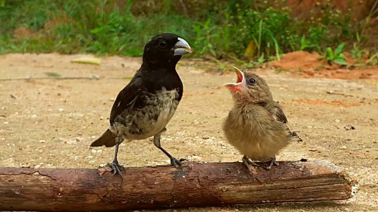 MELHOR VIDEO DE FILHOTE DE PAPA CAPIM #youtube, #viral, #trending, #explorepage #birds