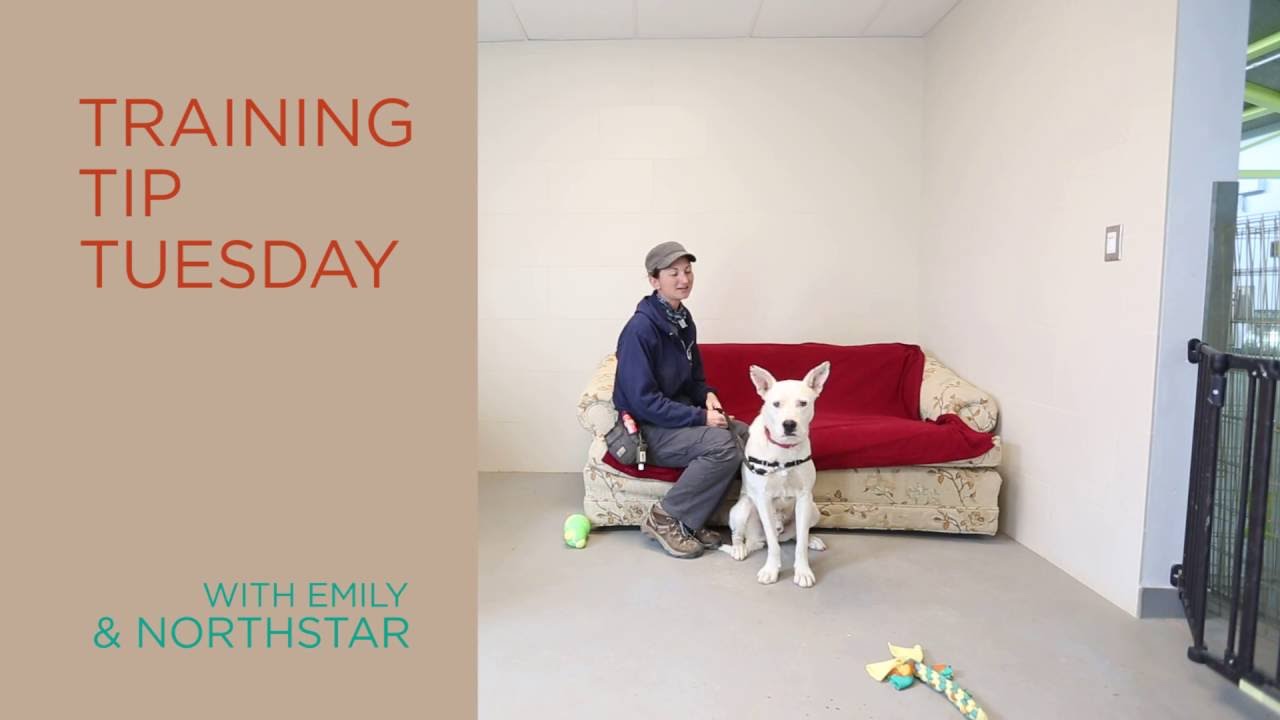 Training Tip Tuesday - Tips for multi-dog households - Sitting for please