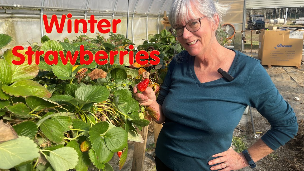 We are STILL picking Hydroponic Strawberries & it's December!