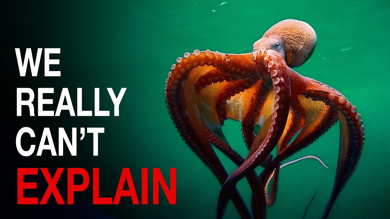 Nothing About Octopus Is Normal… Here’s Why