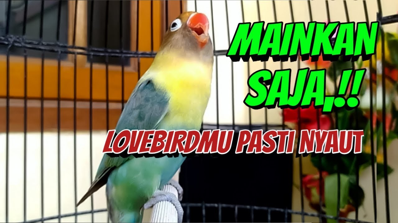 Mainkan SAJA Lovebirdmu PASTI NYAUT, Suara Lovebird Ngekek Panjang Paling COCOK Kalau Buat Masteran