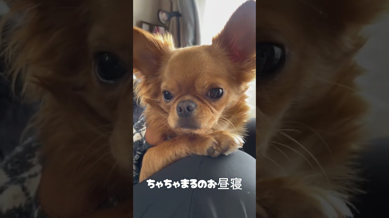 【総集編】ちゃちゃまるの寝顔が可愛すぎる💤癒しの時間