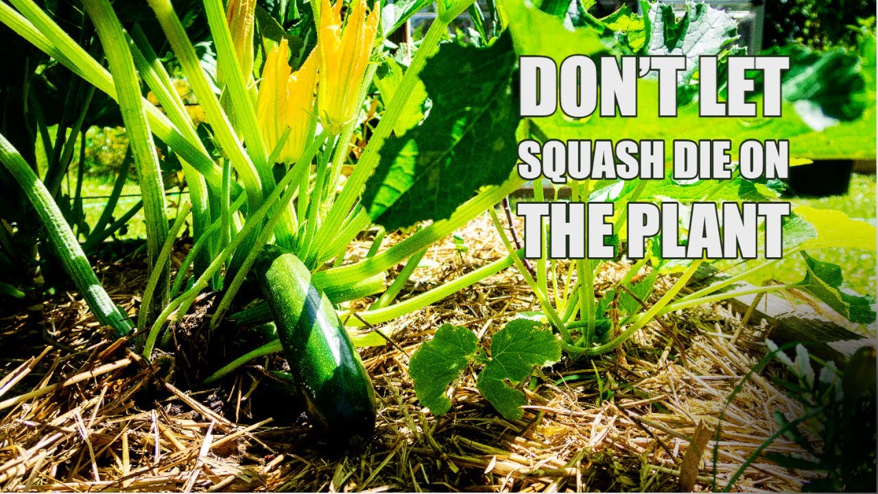 Why squash is dying on plant