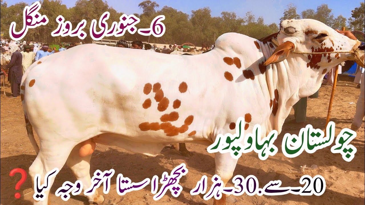Bahawalpur Cow Mandi New Latest  Update|Cholistani Ablak Nukry Qubani 26 k Bachre|6 January 2026