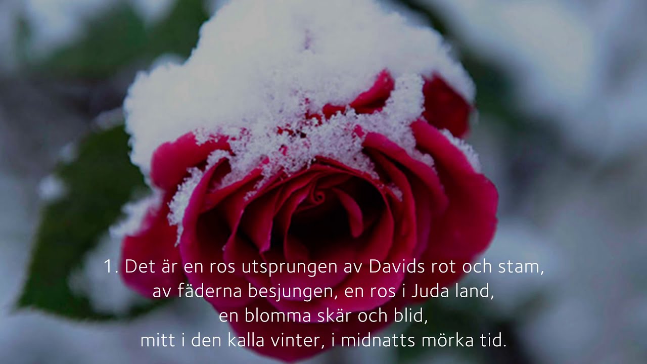 Psalm 113 "Det är en ros utsprungen" ur svenska psalmboken