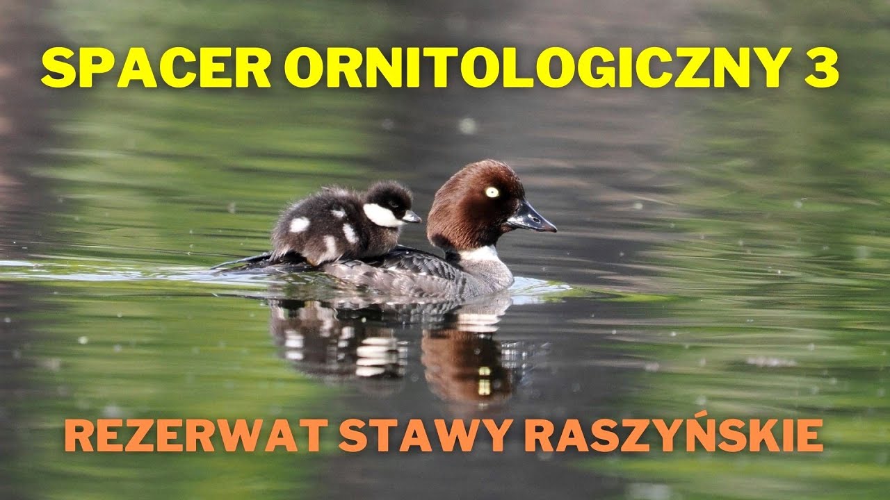 Spacer ornitologiczny 3