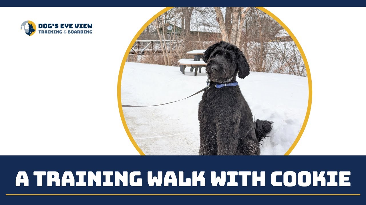 A training walk at the park with Cookie