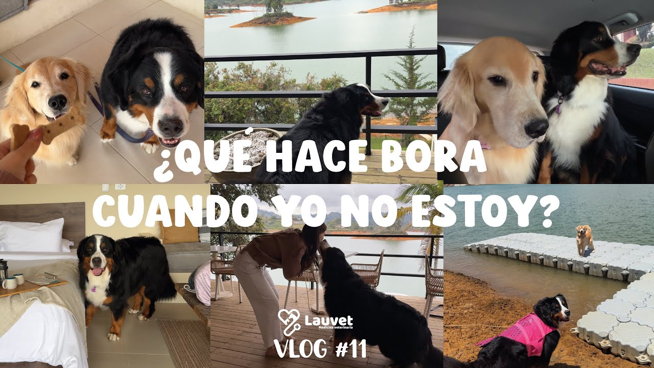 Mi humana se fue de viaje&hellip; As&iacute; paso mis d&iacute;as - Bora