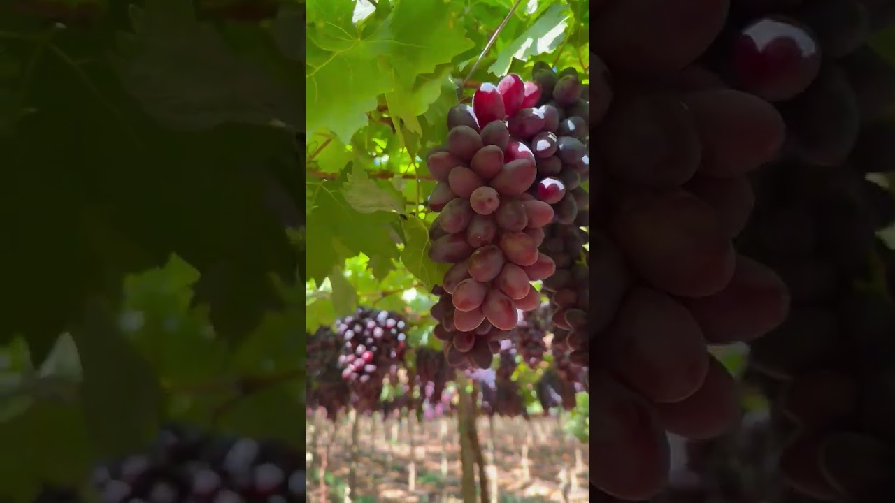 Nature&rsquo;s gifts! 🍇