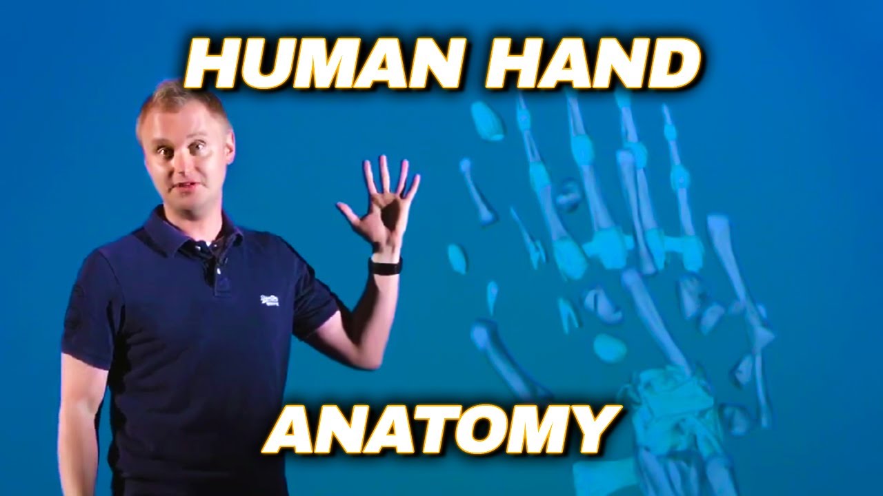 The Anatomy and Mechanics Of The Human Hand