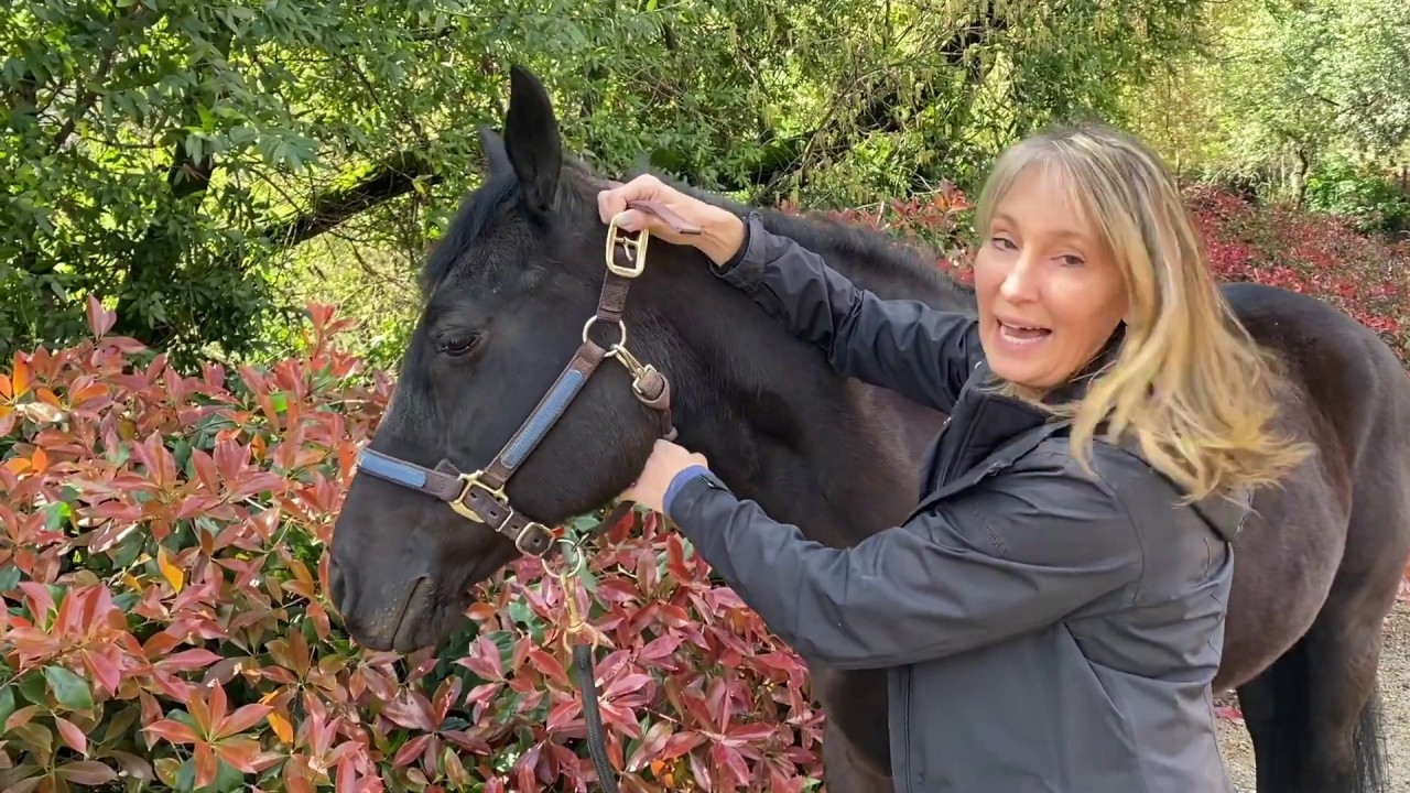 How to Fit a Halter