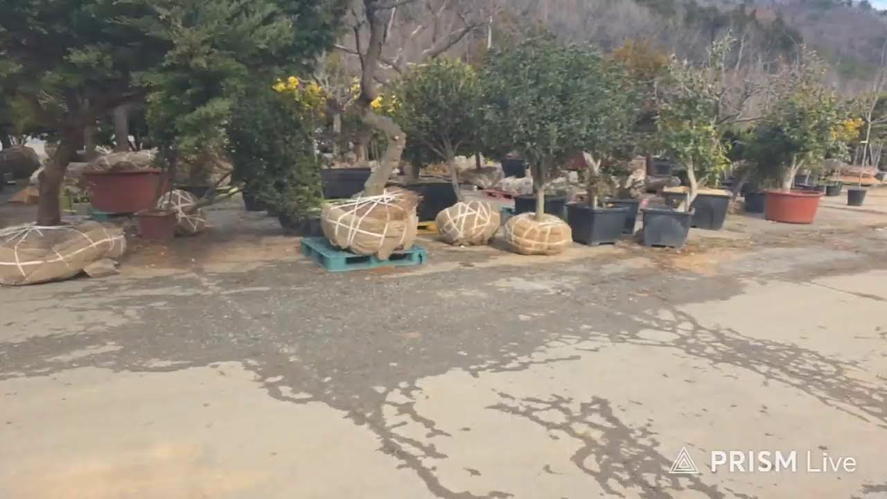 2025.12.28 해남나무경매시장 라이브 방송