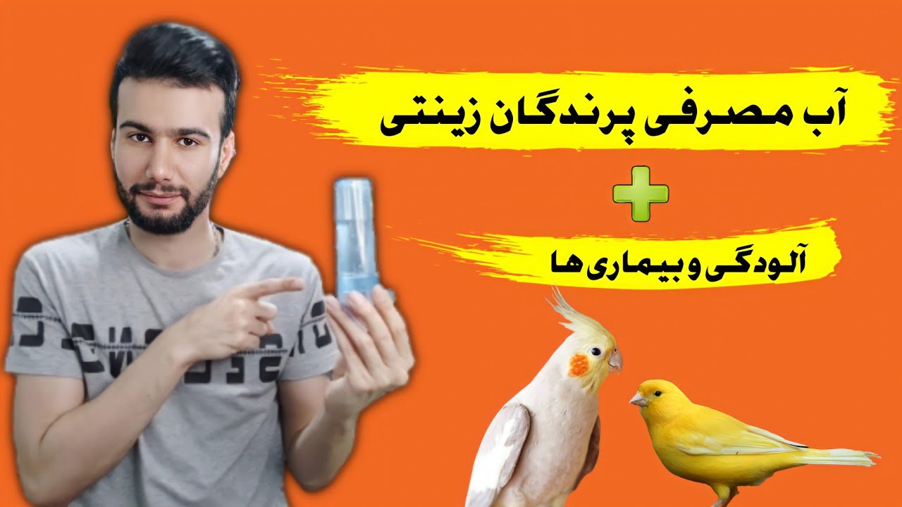 آب مصرفی پرندگان زینتی و آلودگی های خطرناک + تعویض به موقع آب پرندگان
