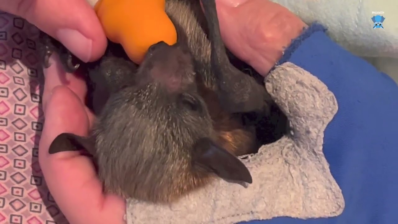 Millefiori part 2:  baby flying-fox on first night