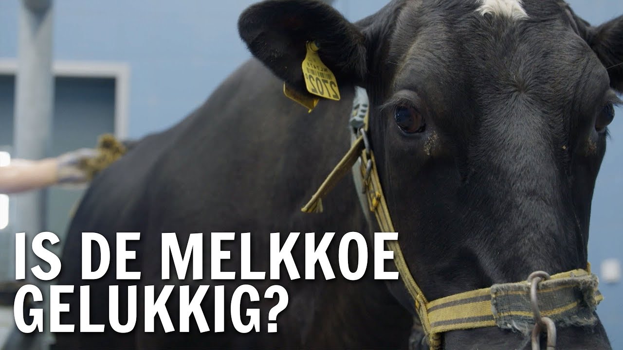 Is de melkkoe gelukkig? | De Buitendienst over Koeien