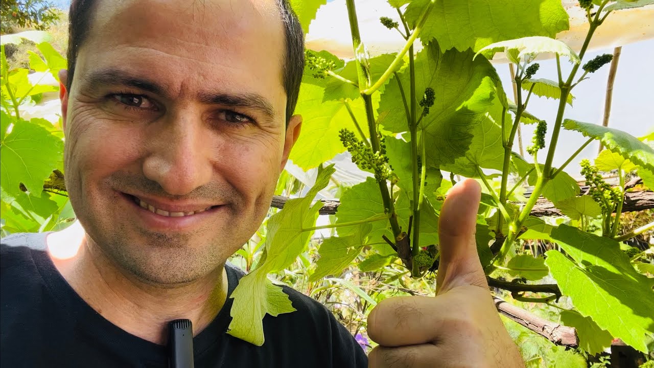 PRODUÇÃO EXAGERADA DA UVA APÓS PODA E ADUBAÇÃO