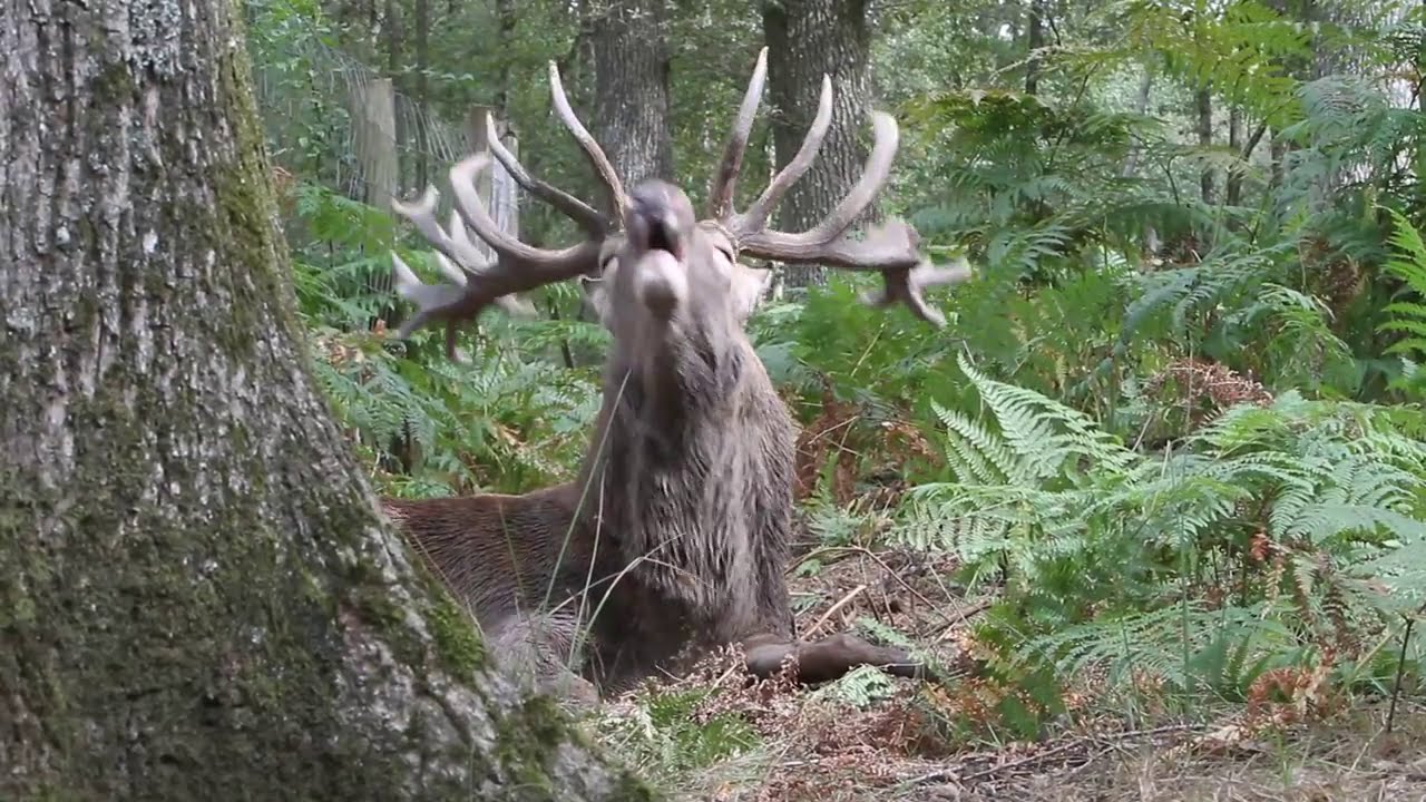 Dwu-dwudziestak w czasie rykowiska.