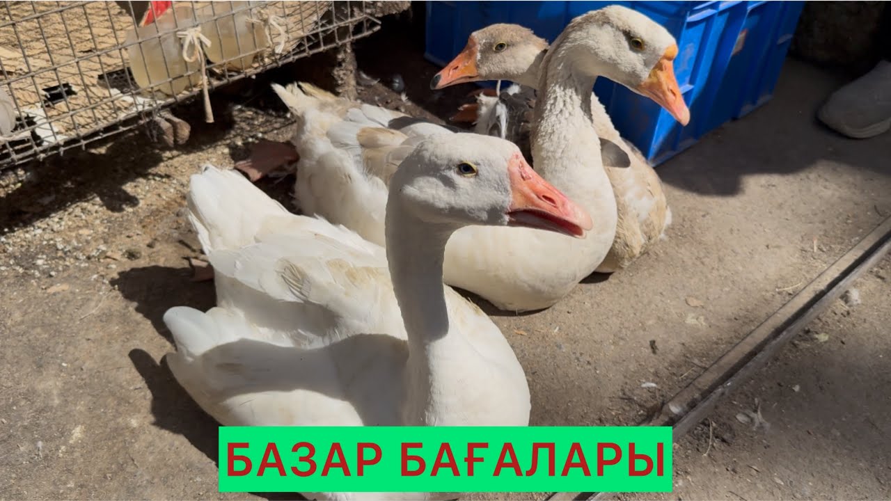 Тауық базар 13.07.25ж