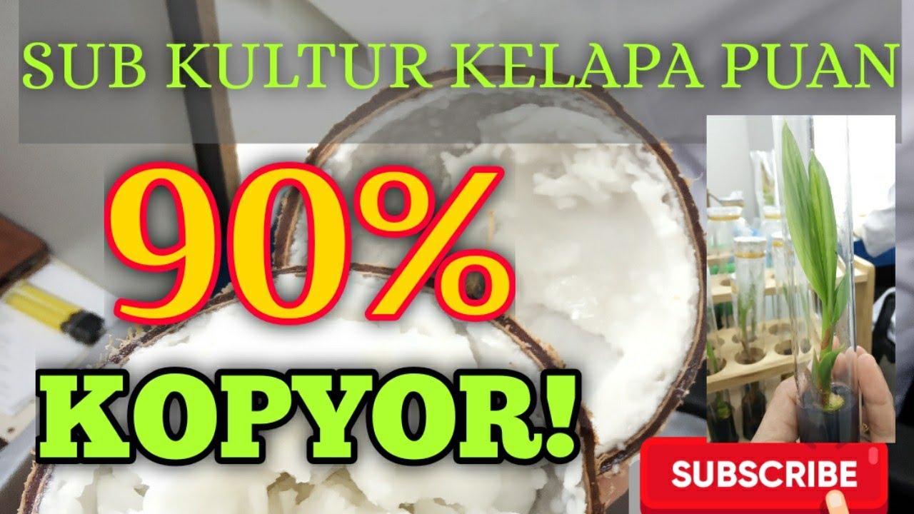 SUB KULTUR KELAPA KOPYOR | KULTUR JARINGAN