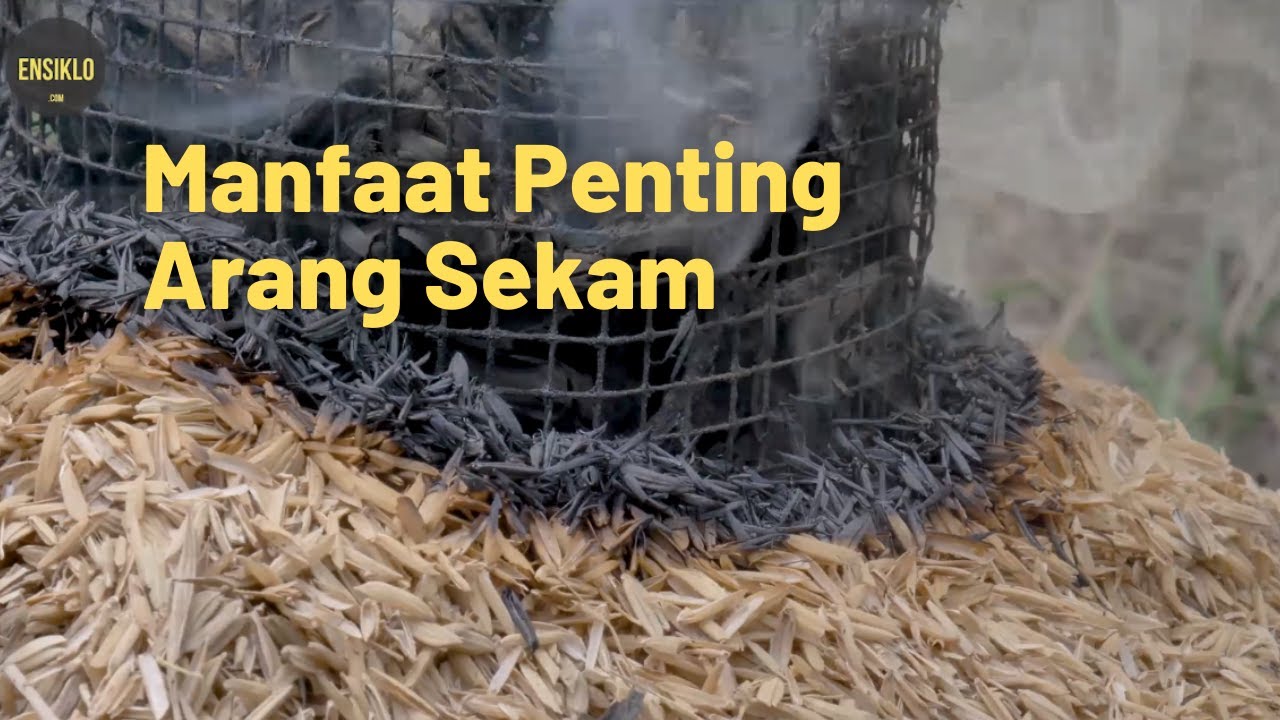 Teknik Pembakaran Sekam Padi Menjadi Arang Sekam