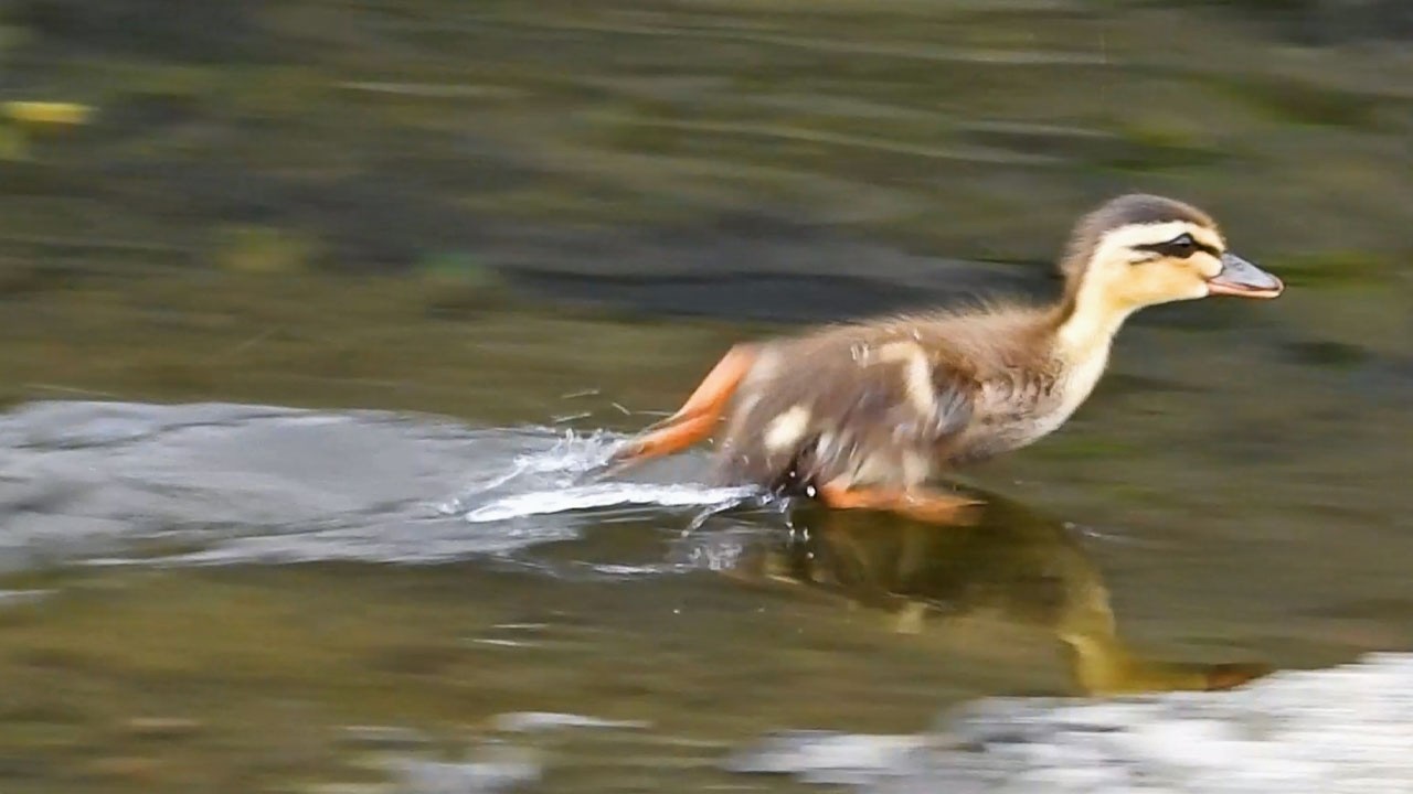 Duck Family 0518F🦆カモ親子🐤置き去りヒナが悲しく鳴く。他の親子に遭遇 | Wildlife Documentary