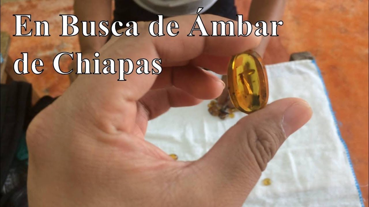 En Busca de Ámbar de Chiapas